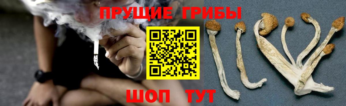 Псилоцибиновые грибы прущие грибы  Псилоцибиновые грибы GOLDEN TEACHER  Вход с VPN  Сланцы 